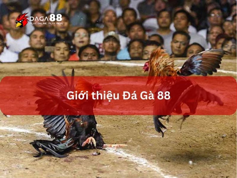 Giới thiệu về trang web Đá Gà 88